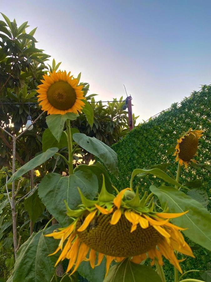 Lemon-Ada Butik Otel Kusadası Exteriér fotografie