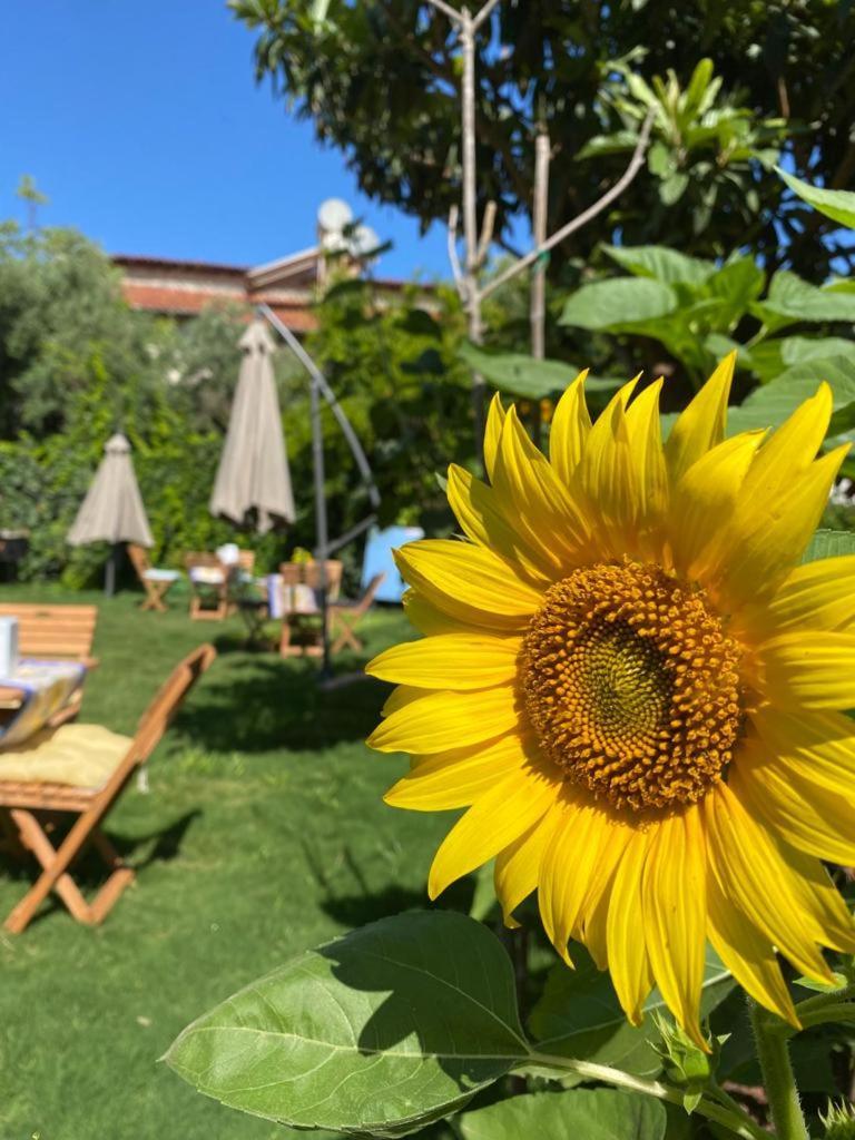 Lemon-Ada Butik Otel Kusadası Exteriér fotografie